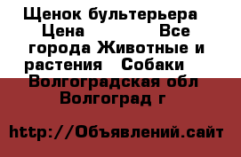 Щенок бультерьера › Цена ­ 35 000 - Все города Животные и растения » Собаки   . Волгоградская обл.,Волгоград г.